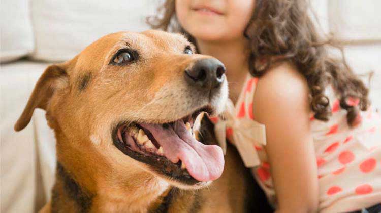 Liability insurance for dog bites