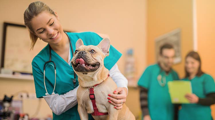 Pet Medical Insurance coverage is being used for a French Bulldog’s vet visit.