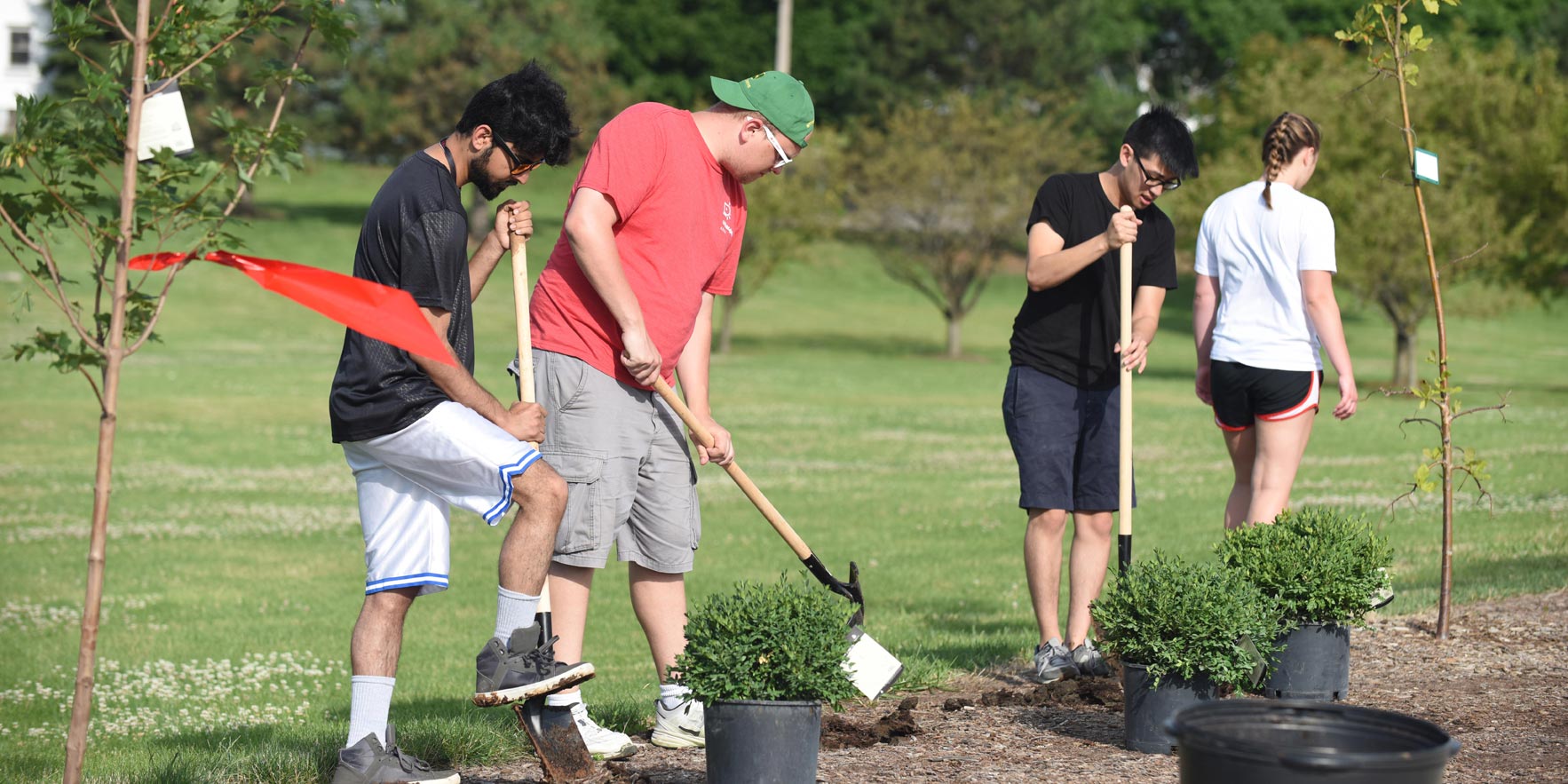 Personas plantando arbustos