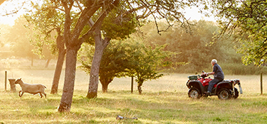 A farmer on a quad bike driving a small group of sheep across a field