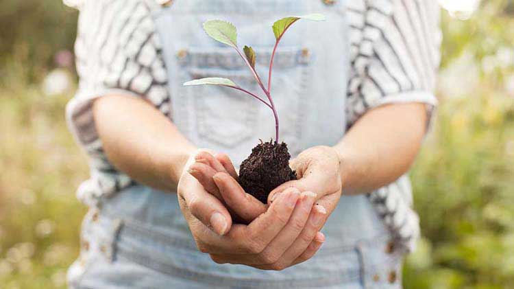 Person holding a tree seedling