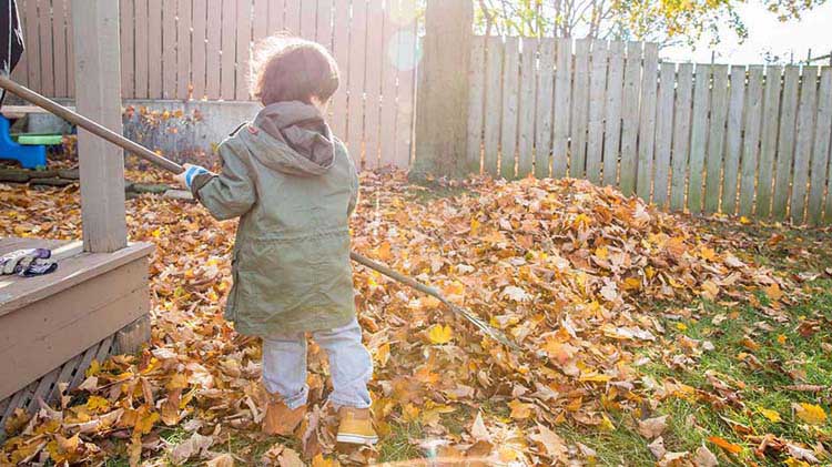 Un niño pequeño ayuda con el mantenimiento de otoño rastrillando hojas en el patio.