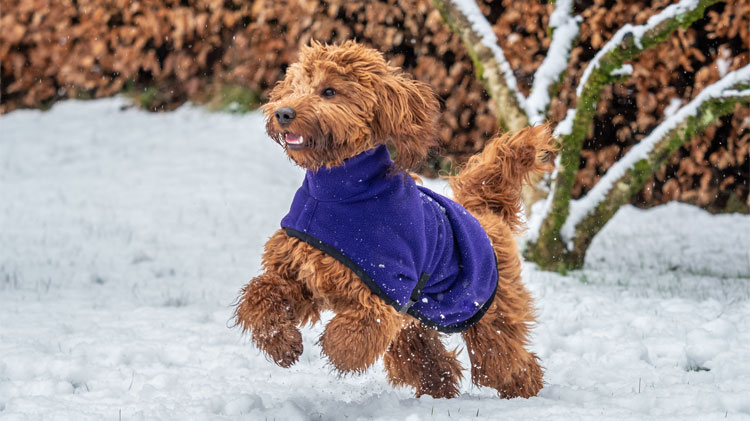 Perro jugando en la nieve manteniéndose abrigado con una chaqueta de invierno.